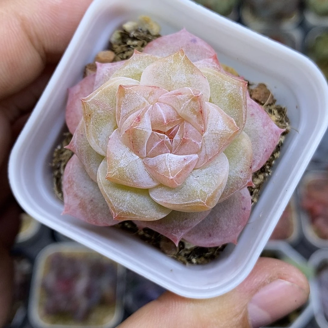 正版粉钻5厘米盆多肉植物