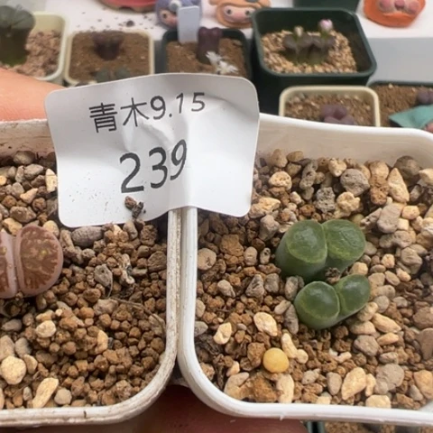 239 好看的多肉冲冲冲。