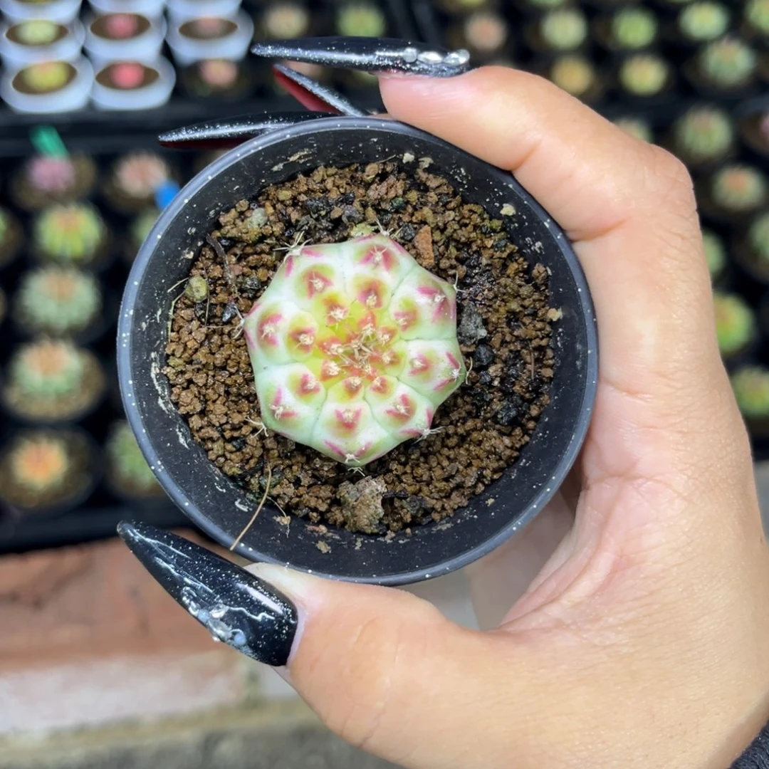 白轮回 不周正捡漏 带盆土