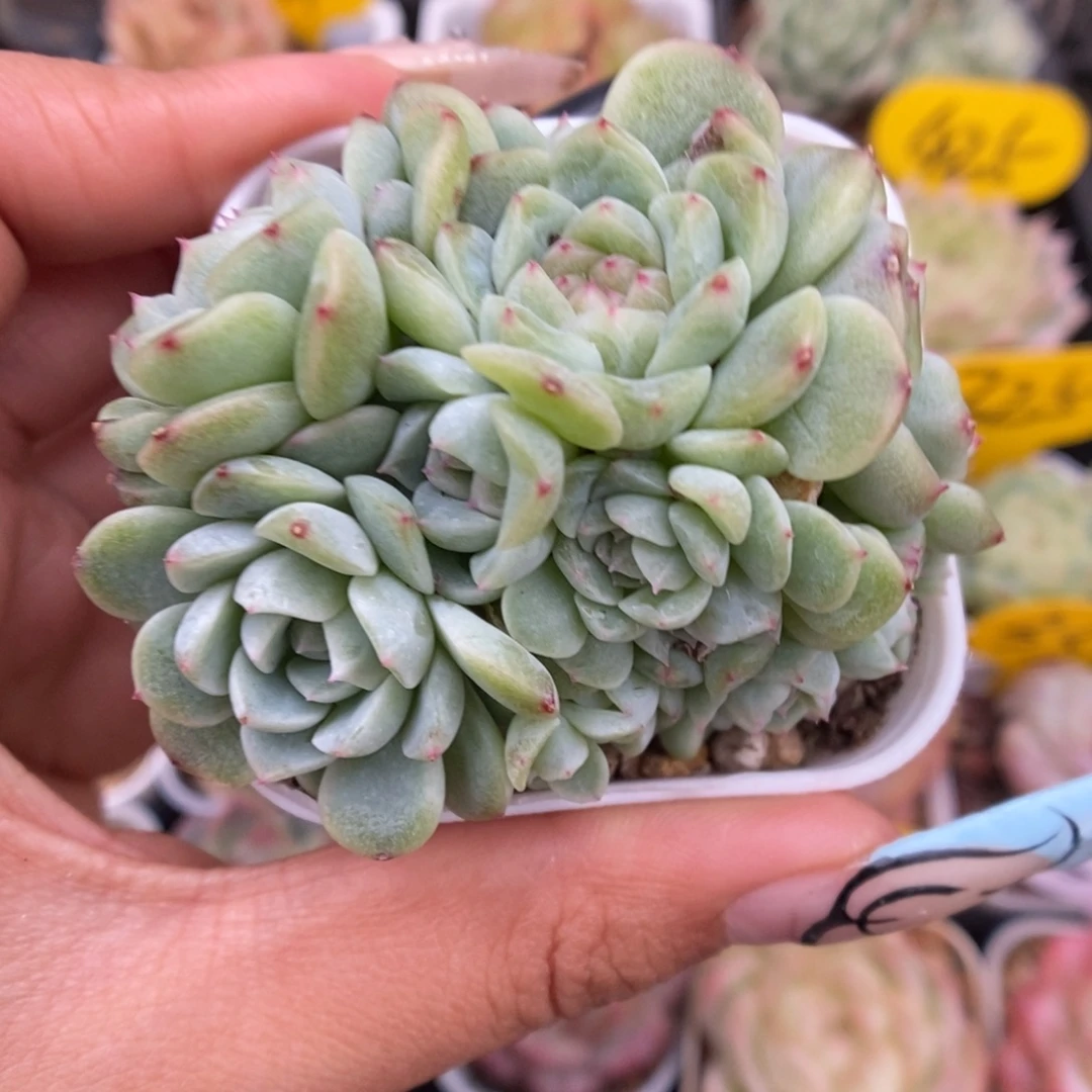 纸鸢10头以上群生944号