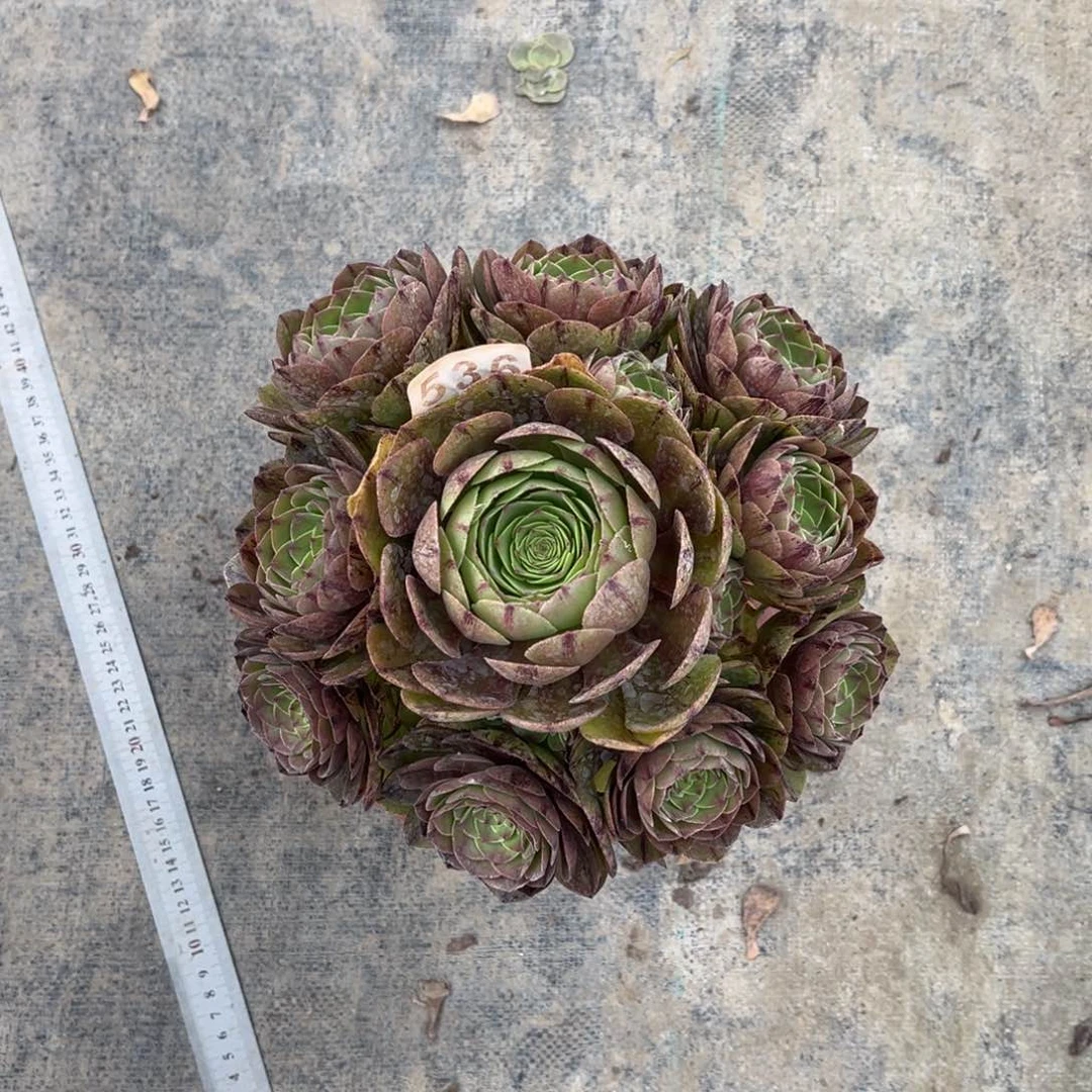 【闪购商品】万拉丝536多肉