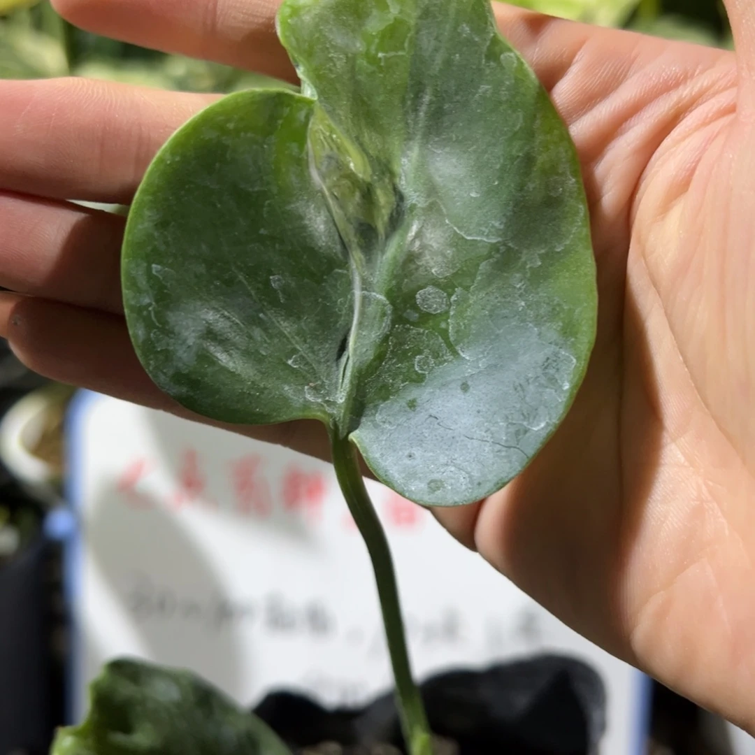 完全开放大东专拍