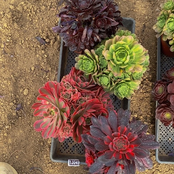 13049号4颗法师组合