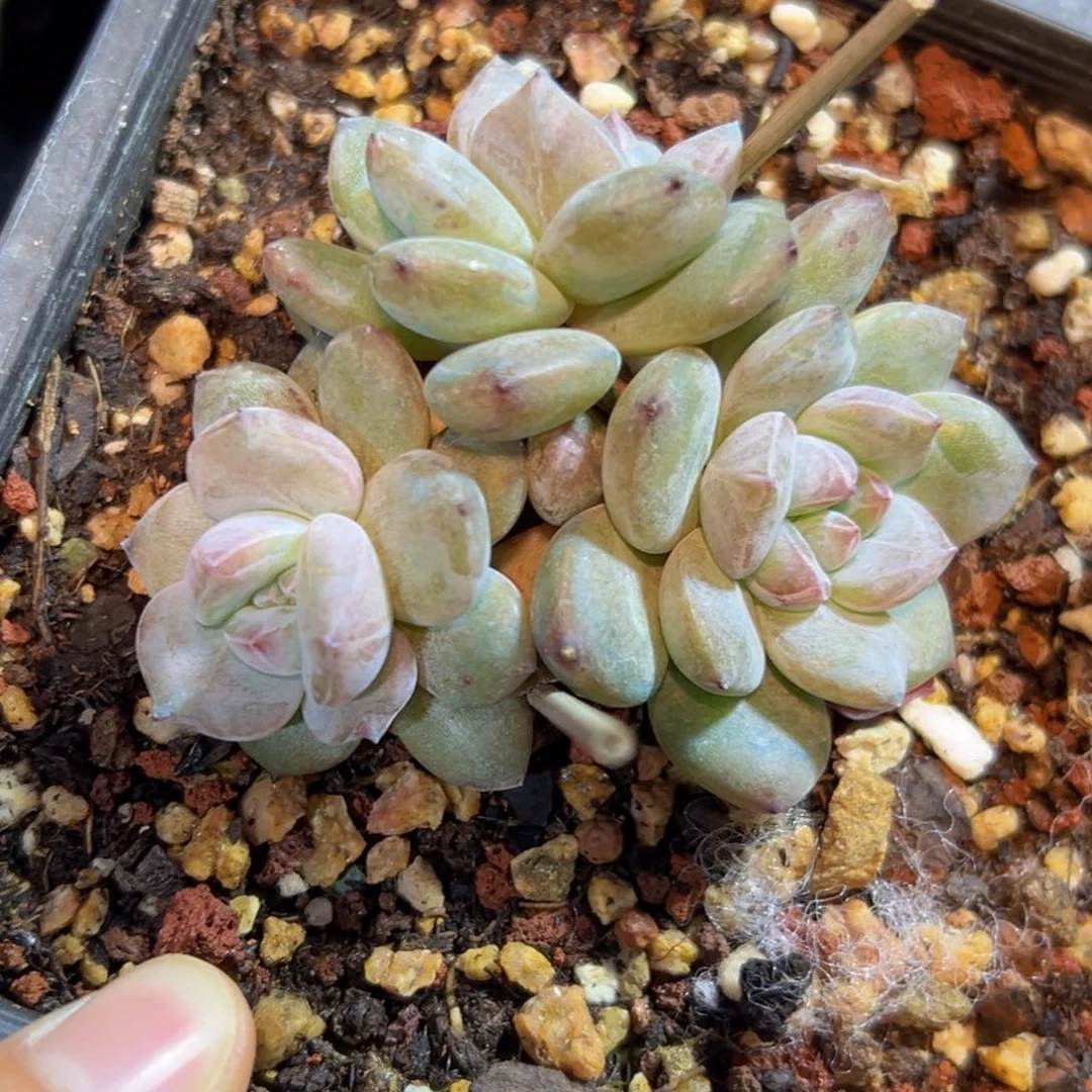 新年快乐 新年快乐