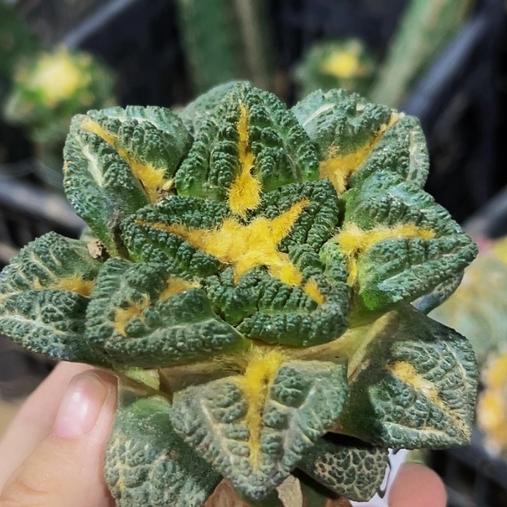 无花朵大尤志贺龟甲牡丹634