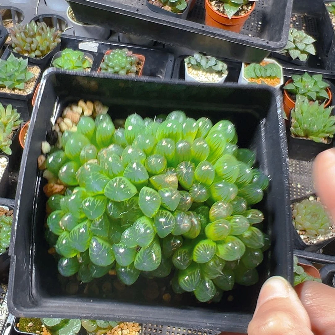 群玉露多肉植物一颗