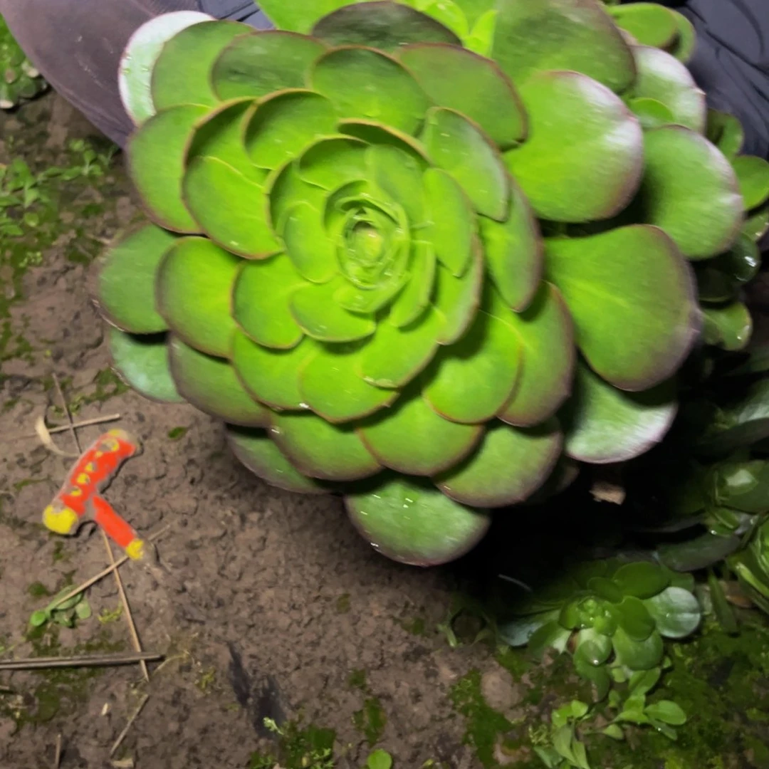 魅金多肉植物捧花的