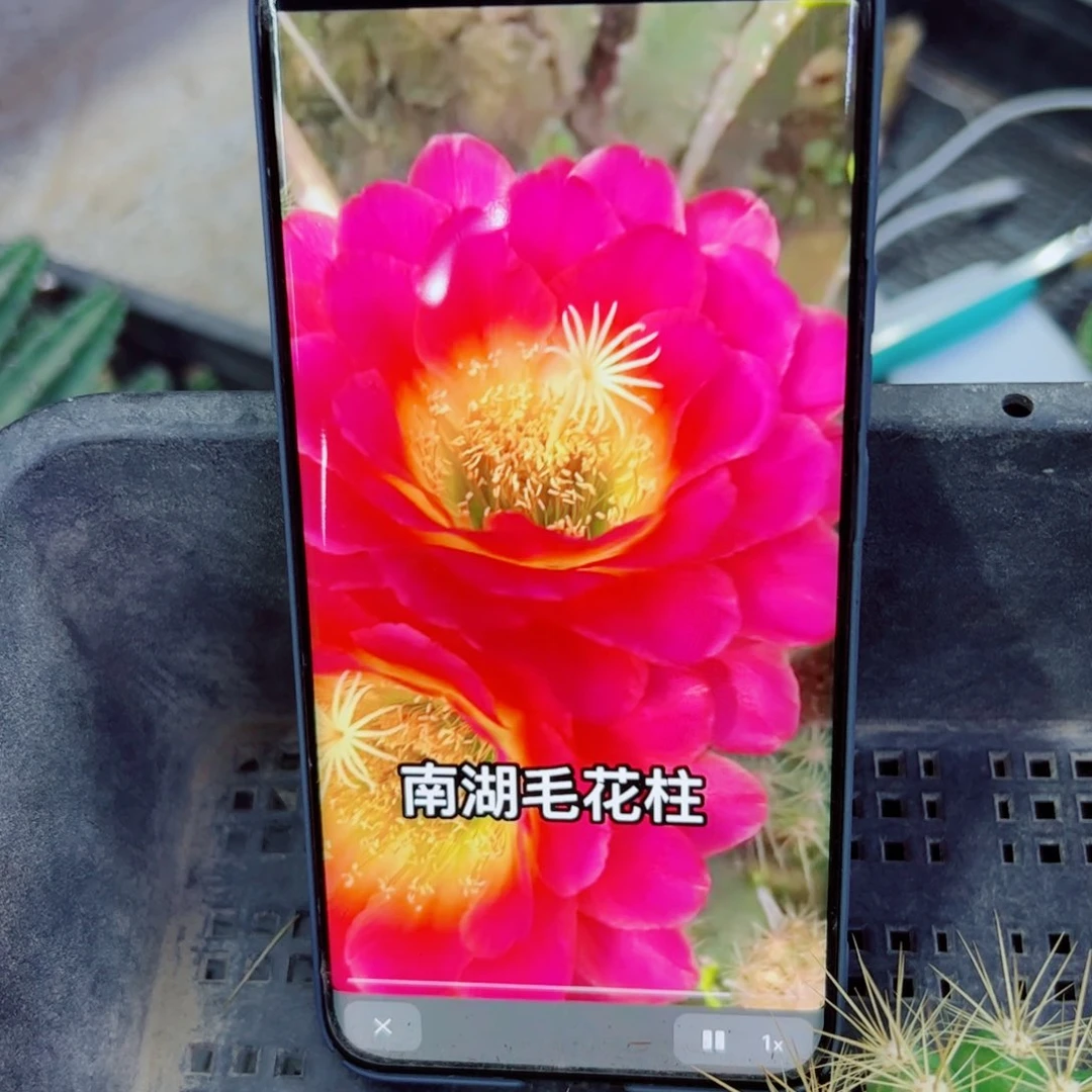 下31毛星火歪无根侧芽4公分左右20包邮