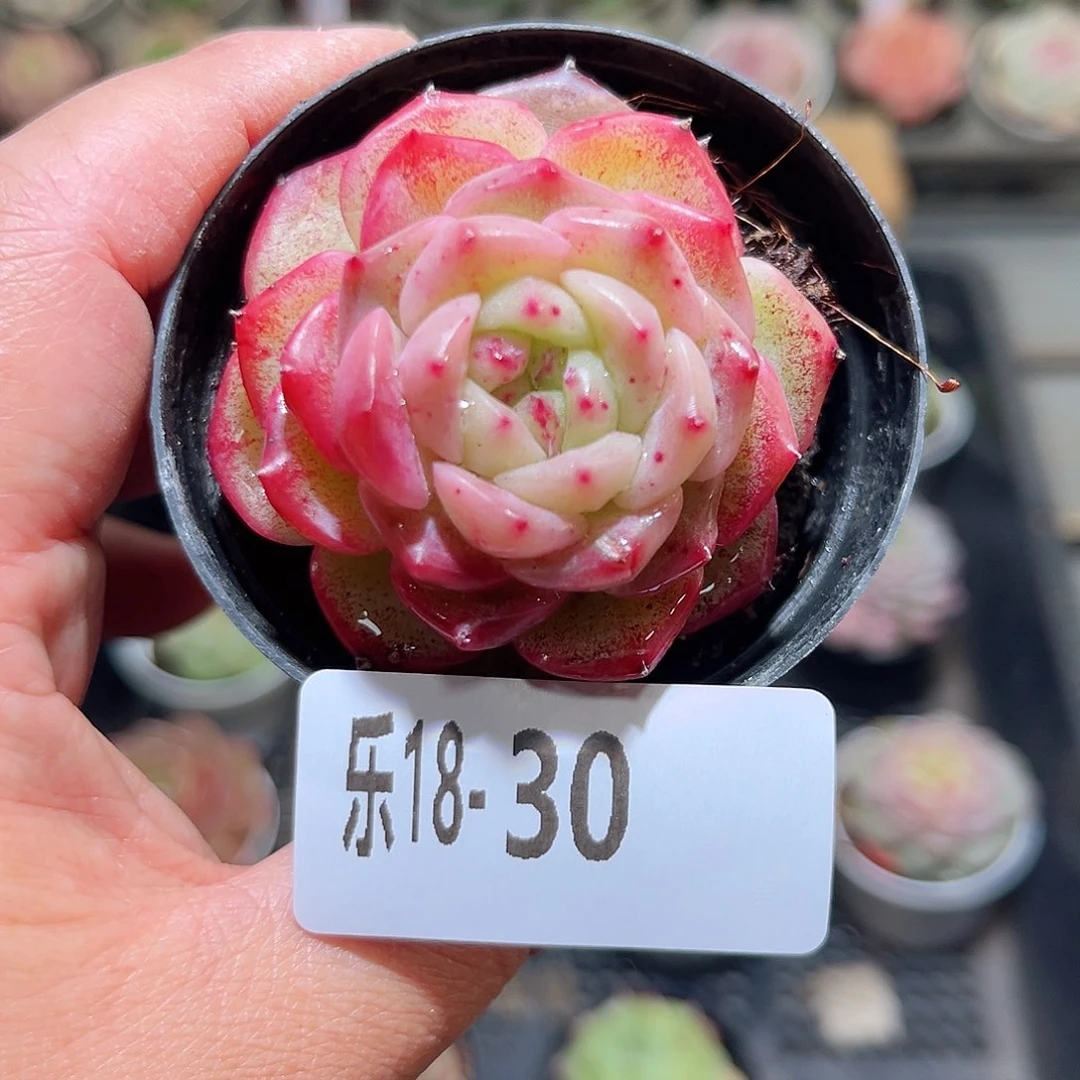 木乐18-30新品单