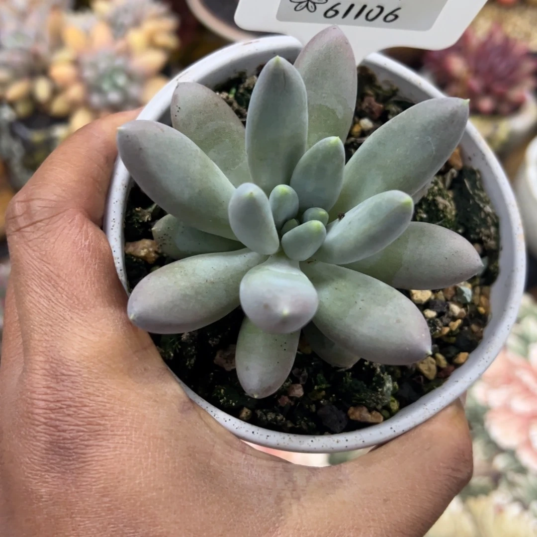 61106焦糖哥特萝莉张张精品多肉