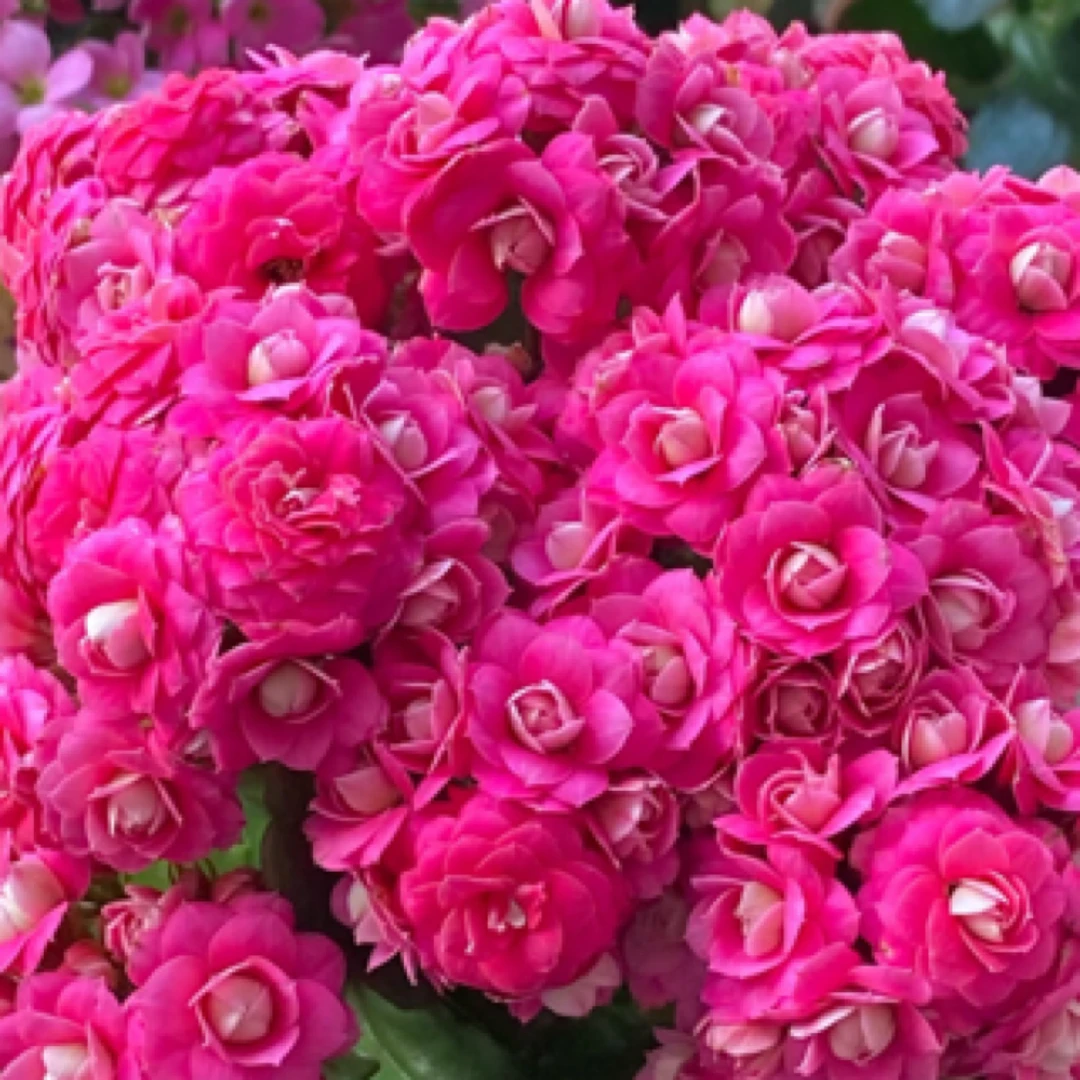 昊景 130大盆艾琳娜长寿花