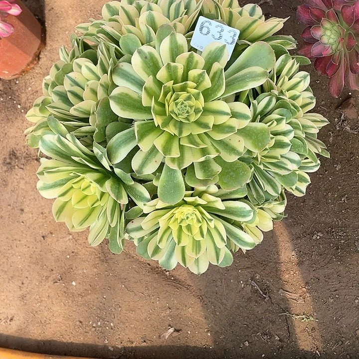 三年老庄633 星尼亚