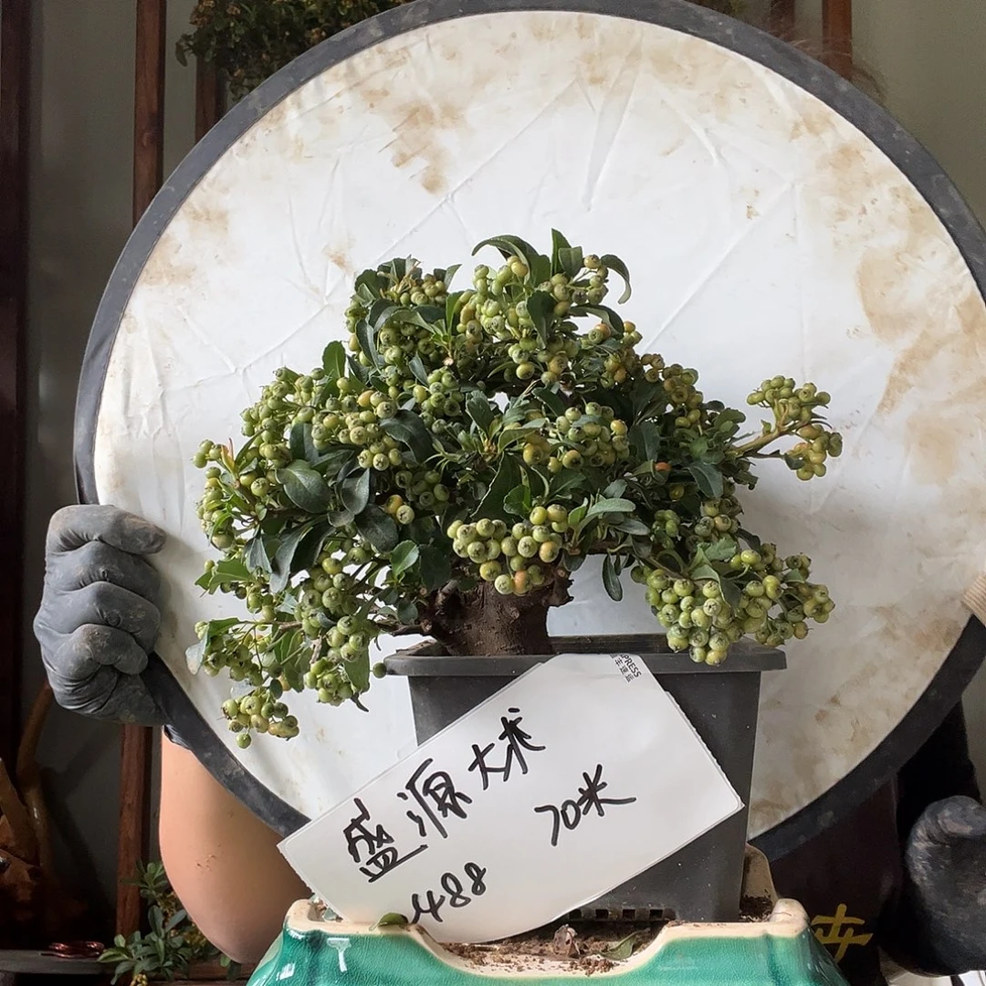 盛***术完全开放火棘吉祥果