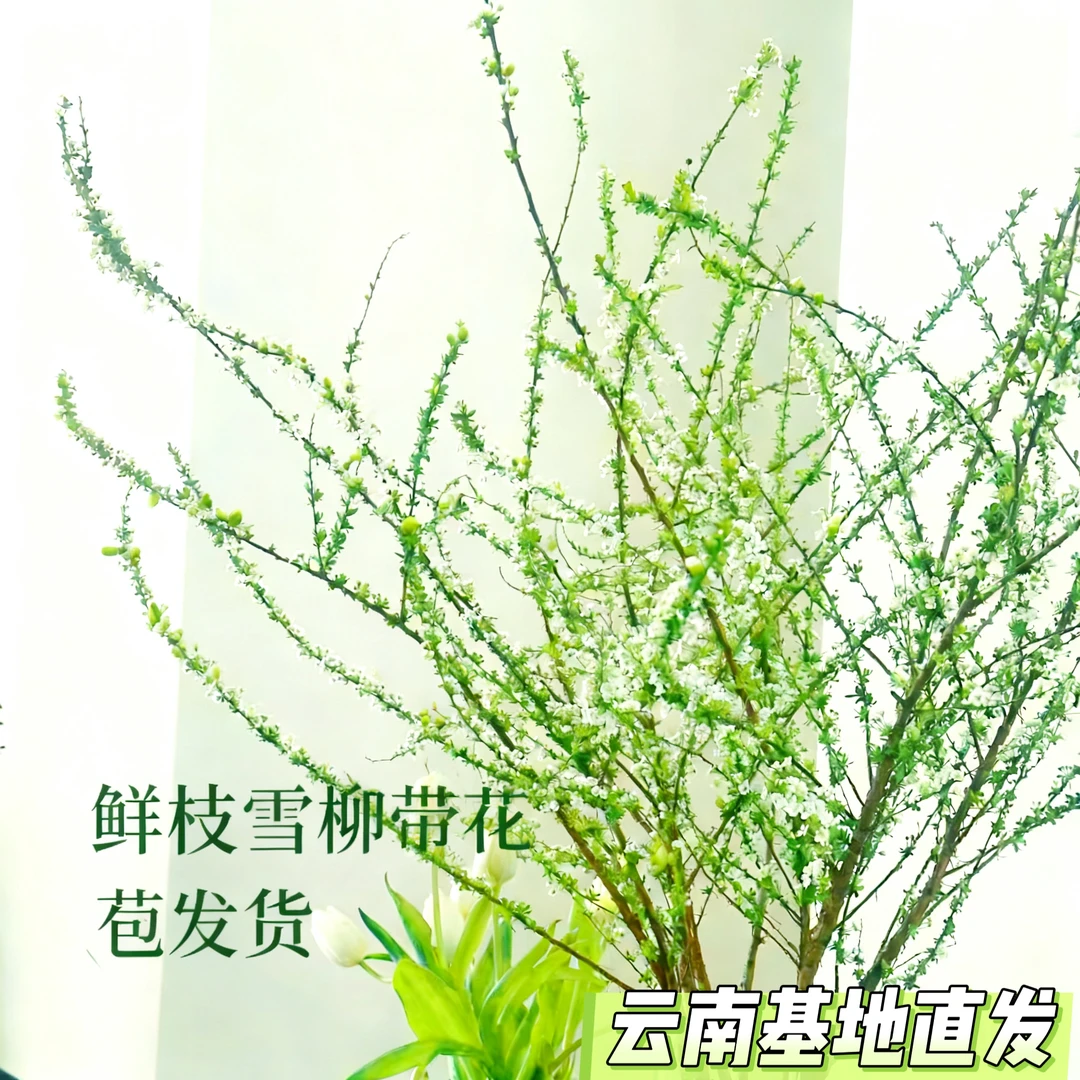 鲜枝雪柳带花苞云南基地直发