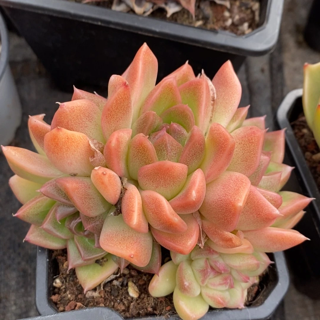 流沙体多肉植物盆栽