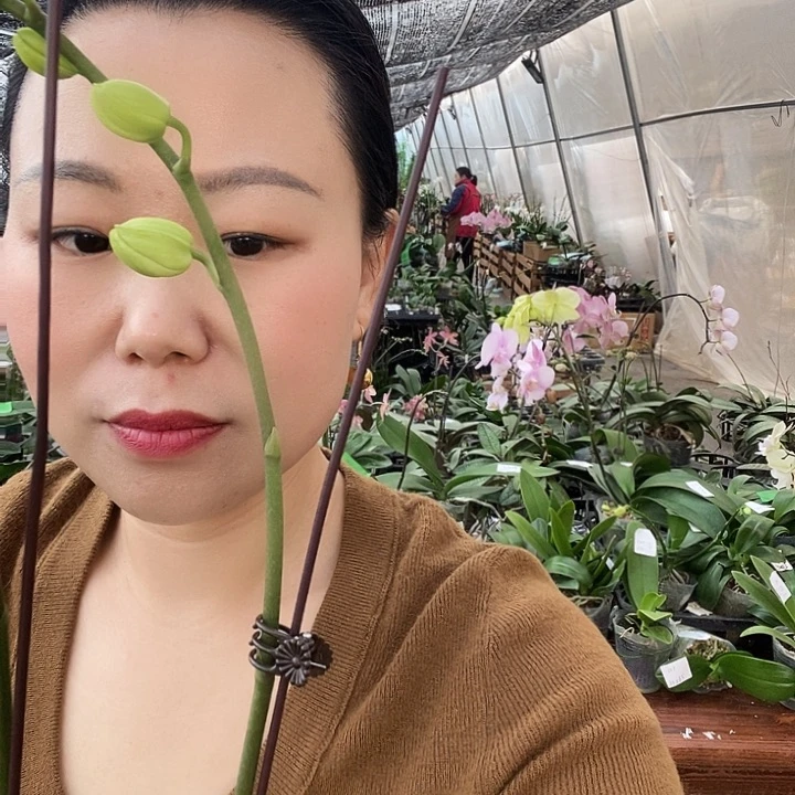 无花朵朗布隆蝴蝶兰