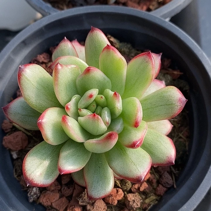 保利安娜石化白拉丝锦多肉植物