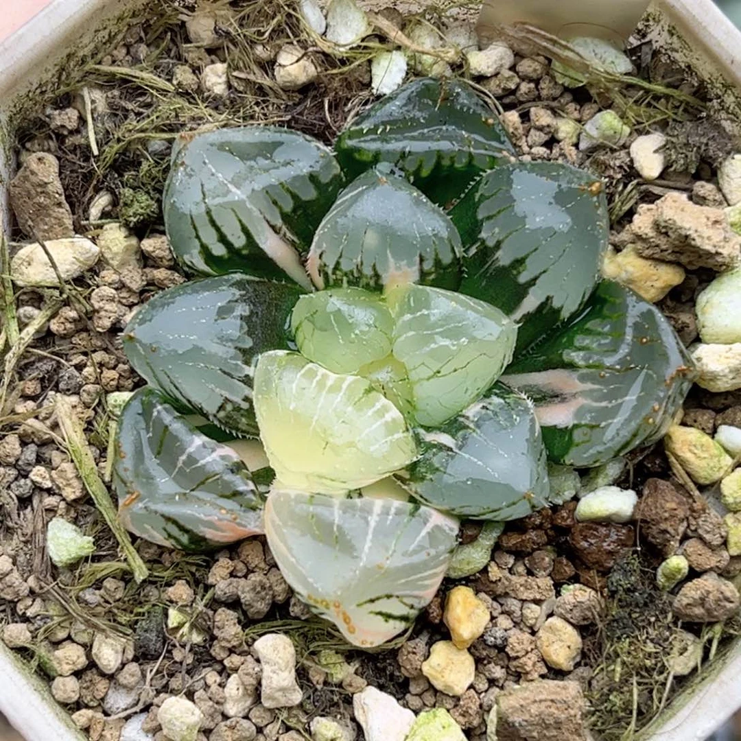61糯玉露锦福利专场