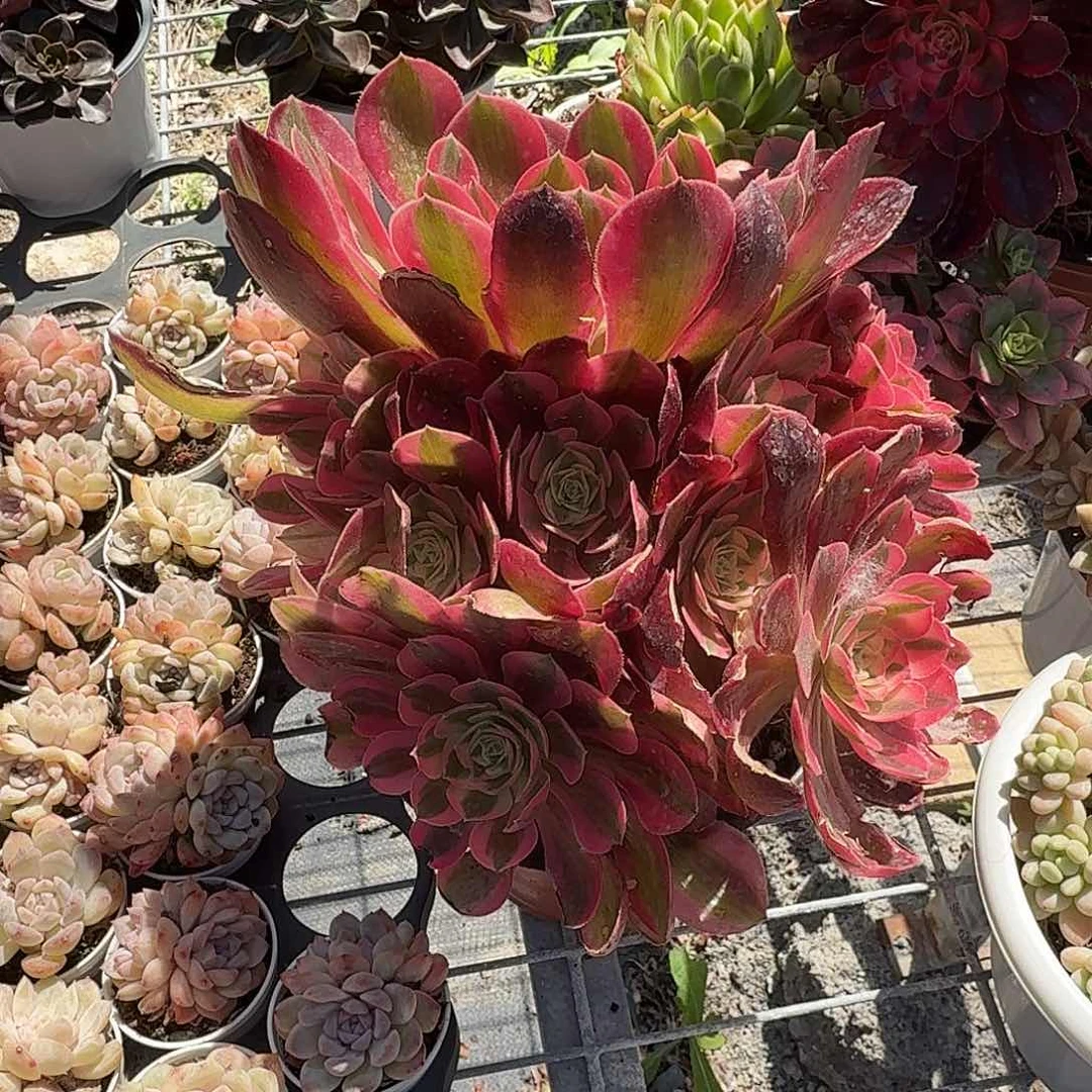 粉女巫多肉植物jing pin