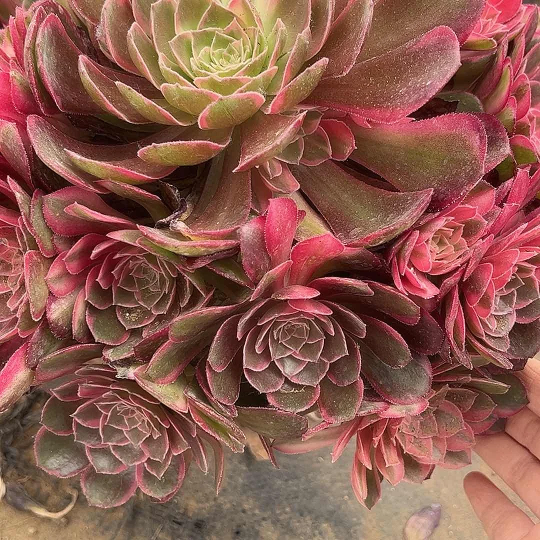 王*6.2-38黑魔锦多肉植物1