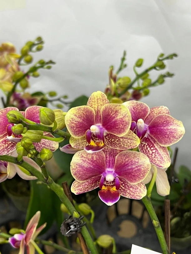 富豪优选（金蝶）蝴蝶兰花期长好养护