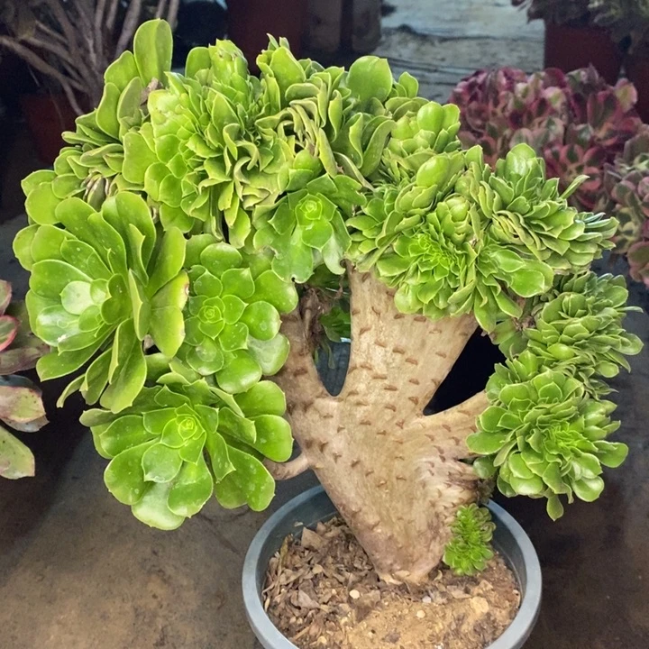 绿羊绒缀多肉植物49。