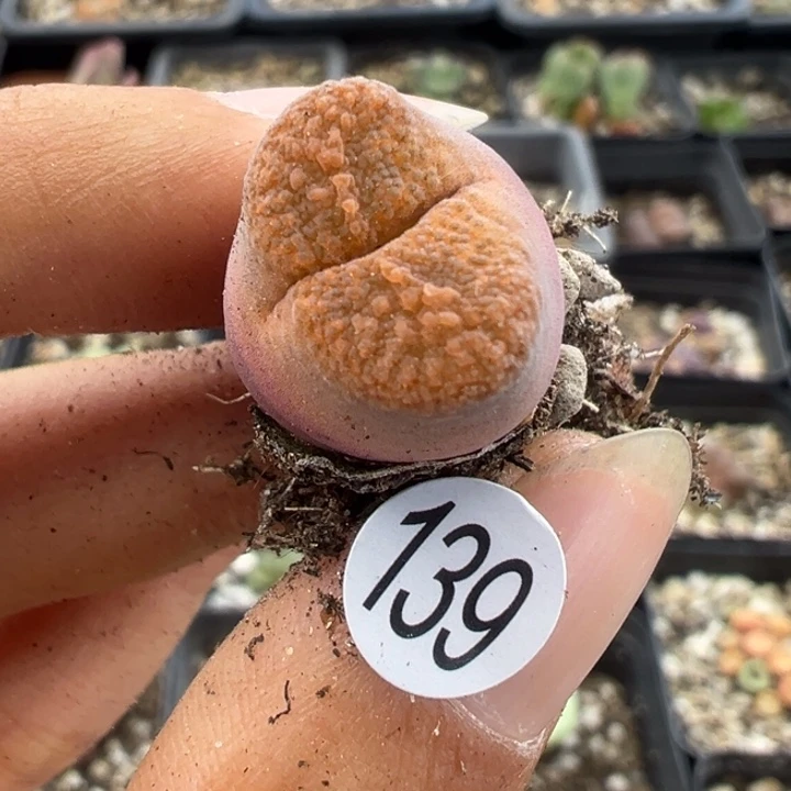 139号11111111111111