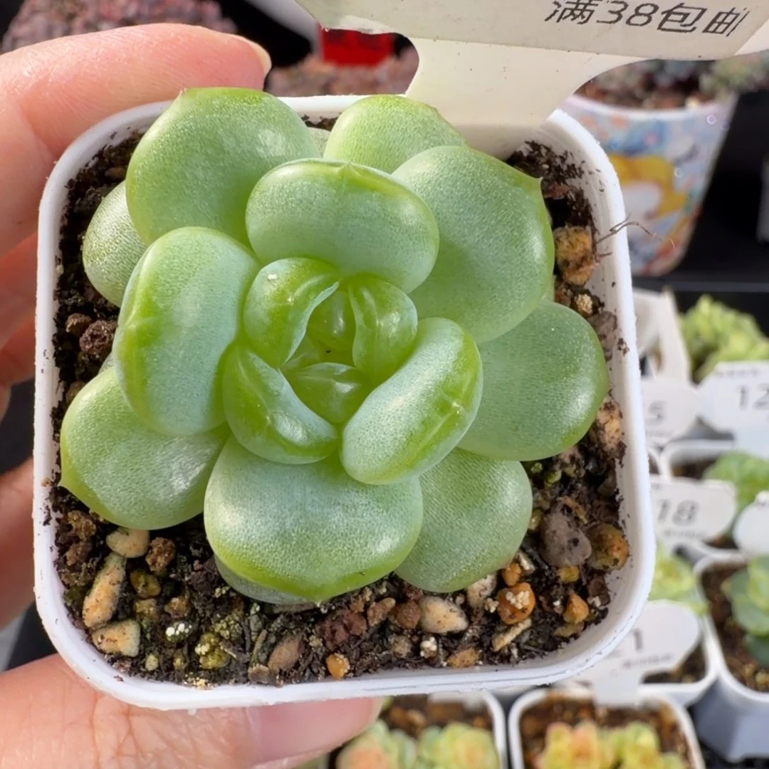 瑶瑶珍妮单头大绿透心129号