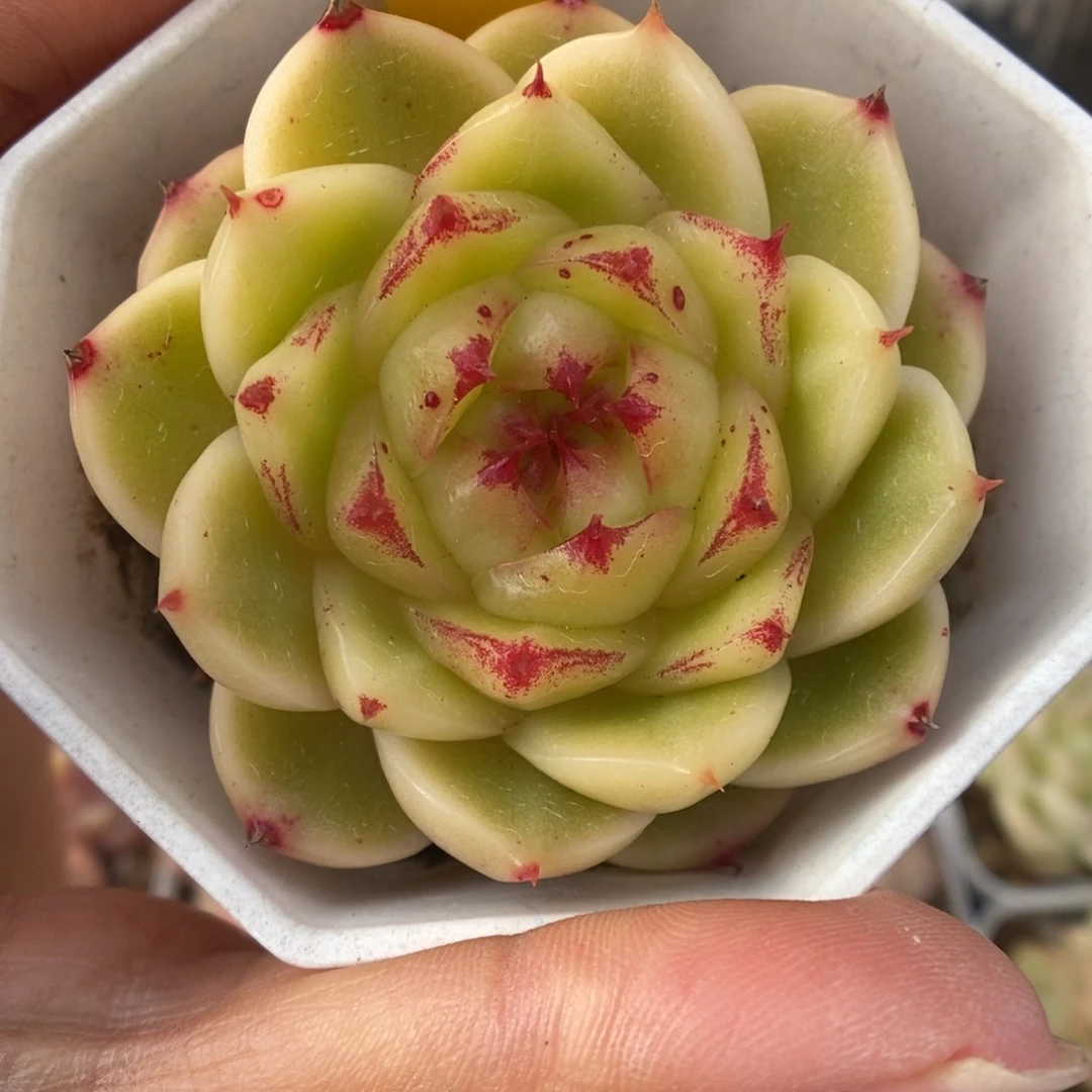 晶晶珍妮可拍4540号。