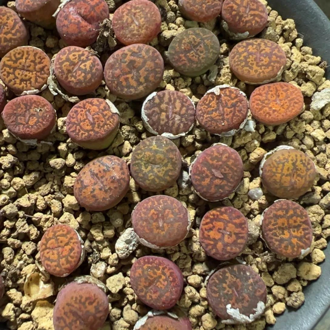 量拍wt紫红勋3颗。多肉