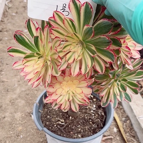 【闪购商品】南***L1号，南山以南13345678