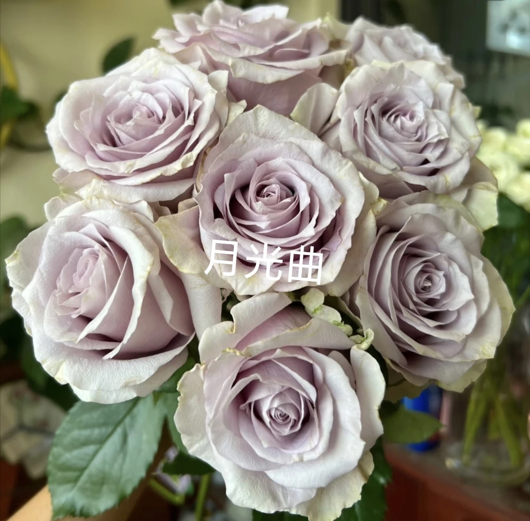 月光曲切花玫瑰扦插苗