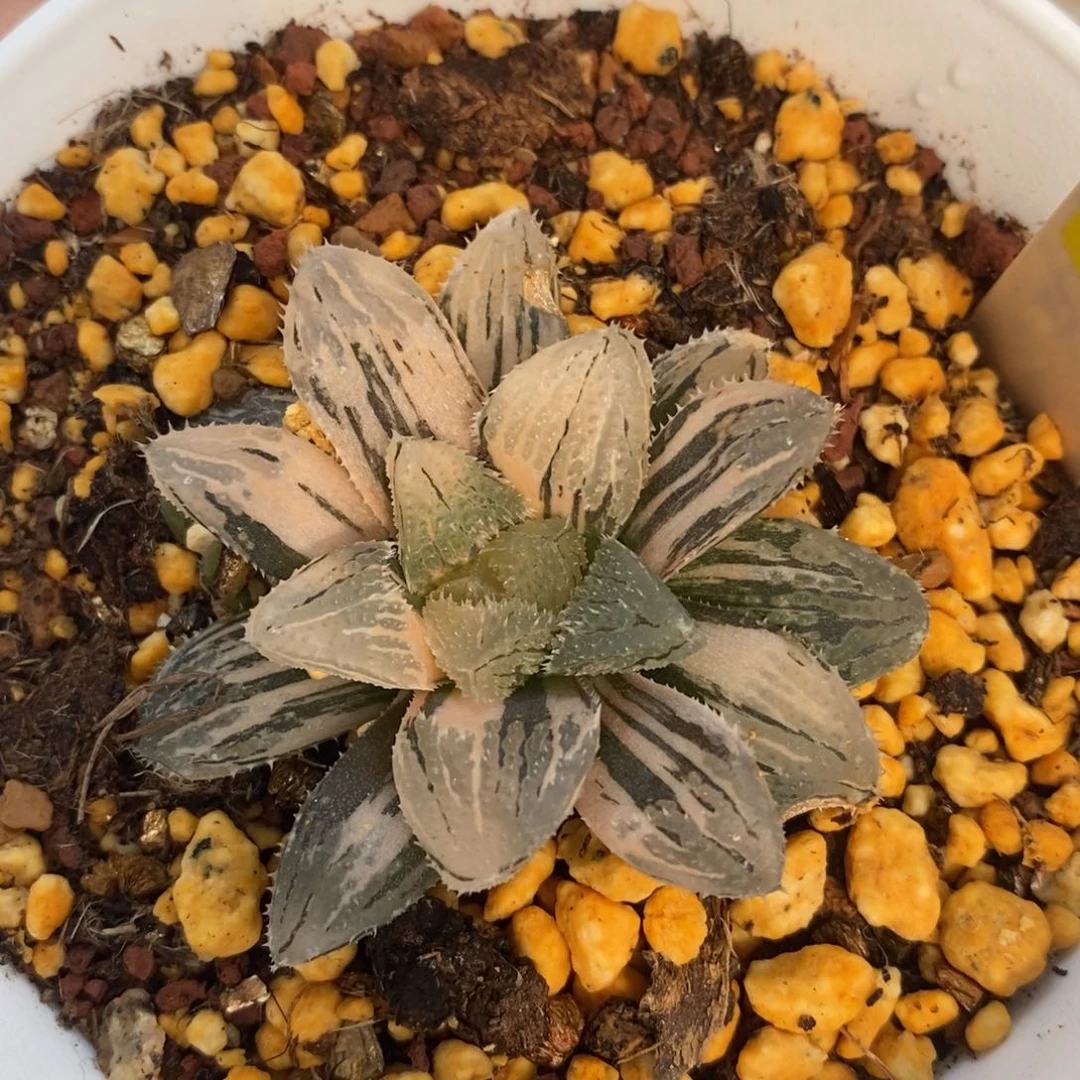 不开花植物598魔刺