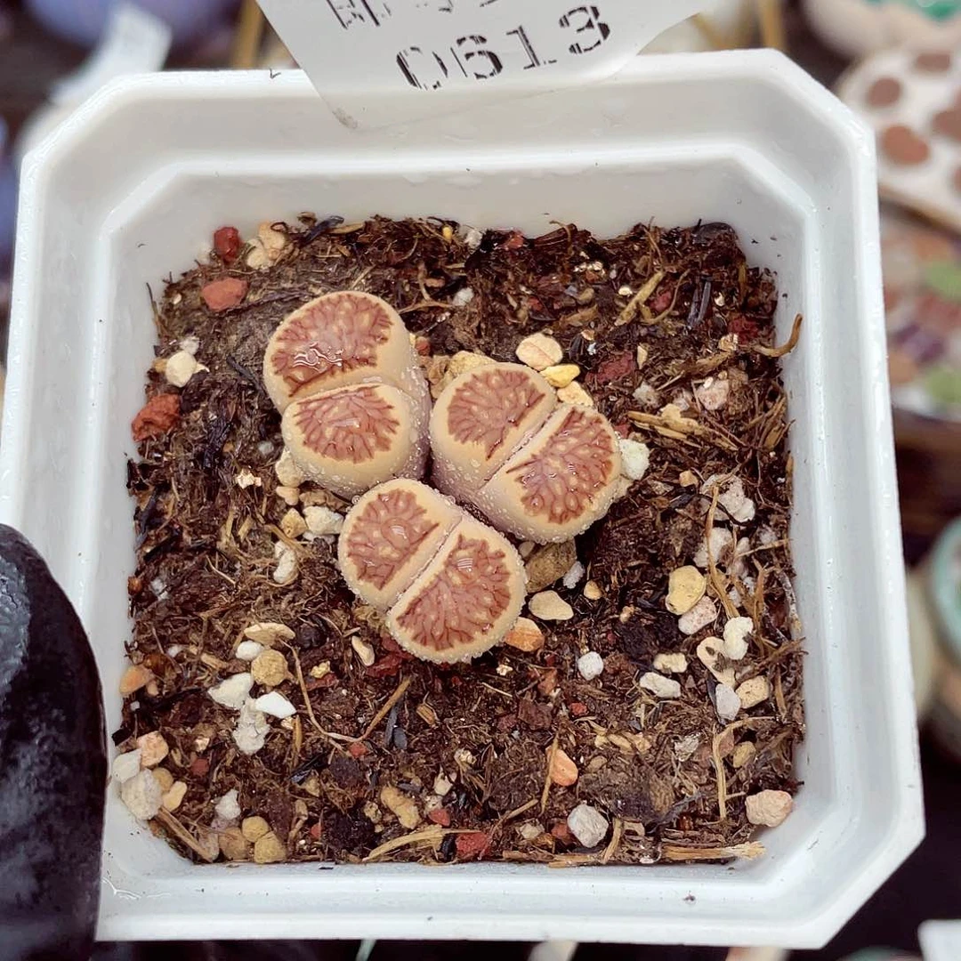 郎哥18包邮0613-63