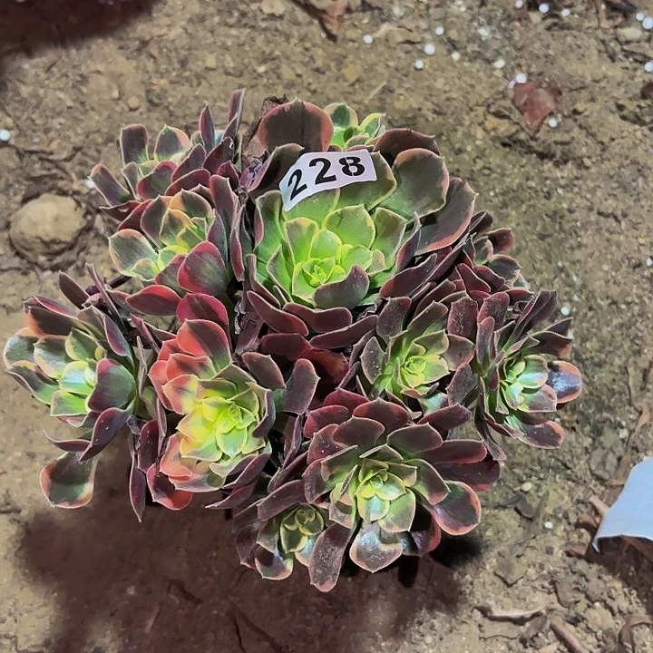 228金丝雀多肉植物不售后