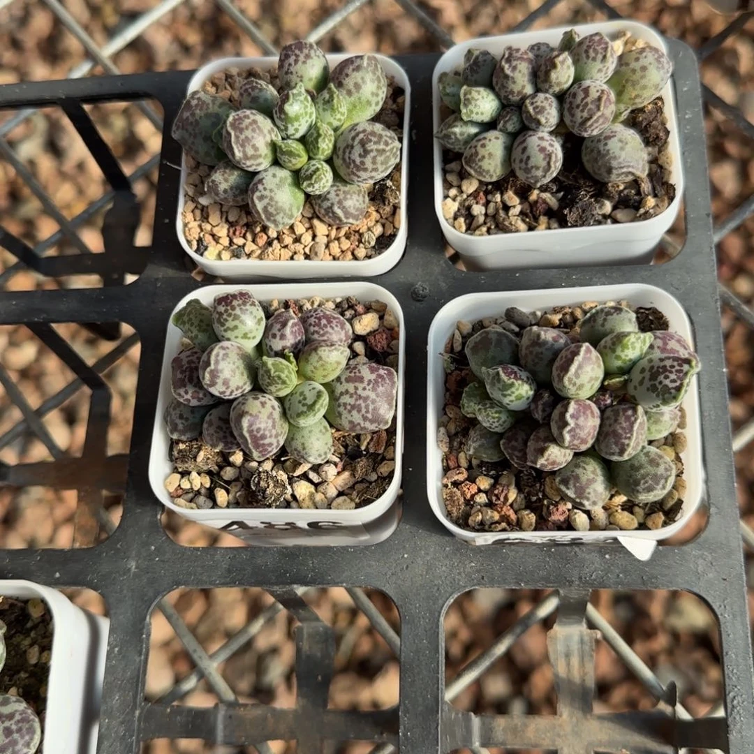 单颗达摩海豹量拍链接