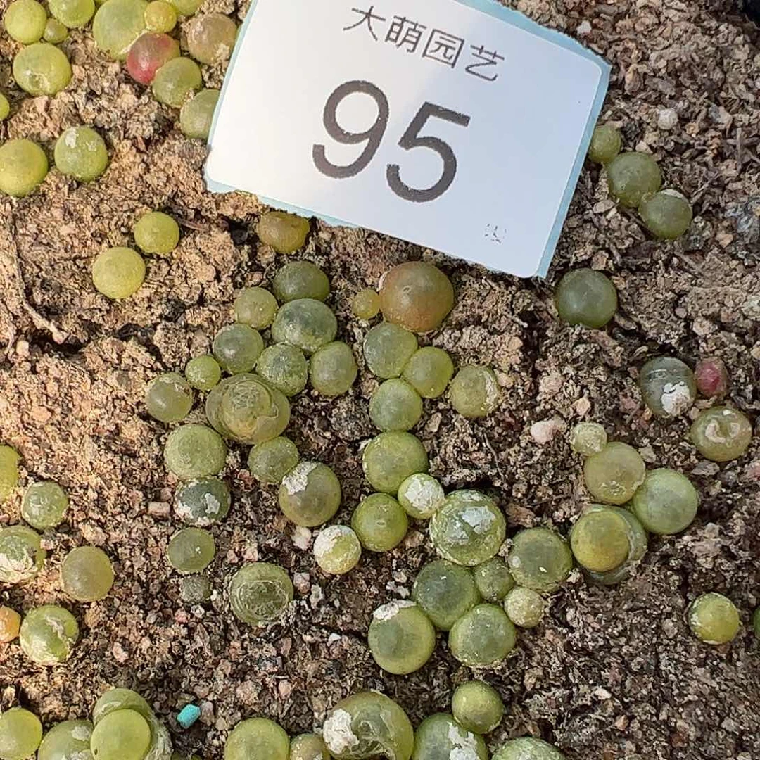 000095量拍日系红皮拉登1颗尺寸0.7上下