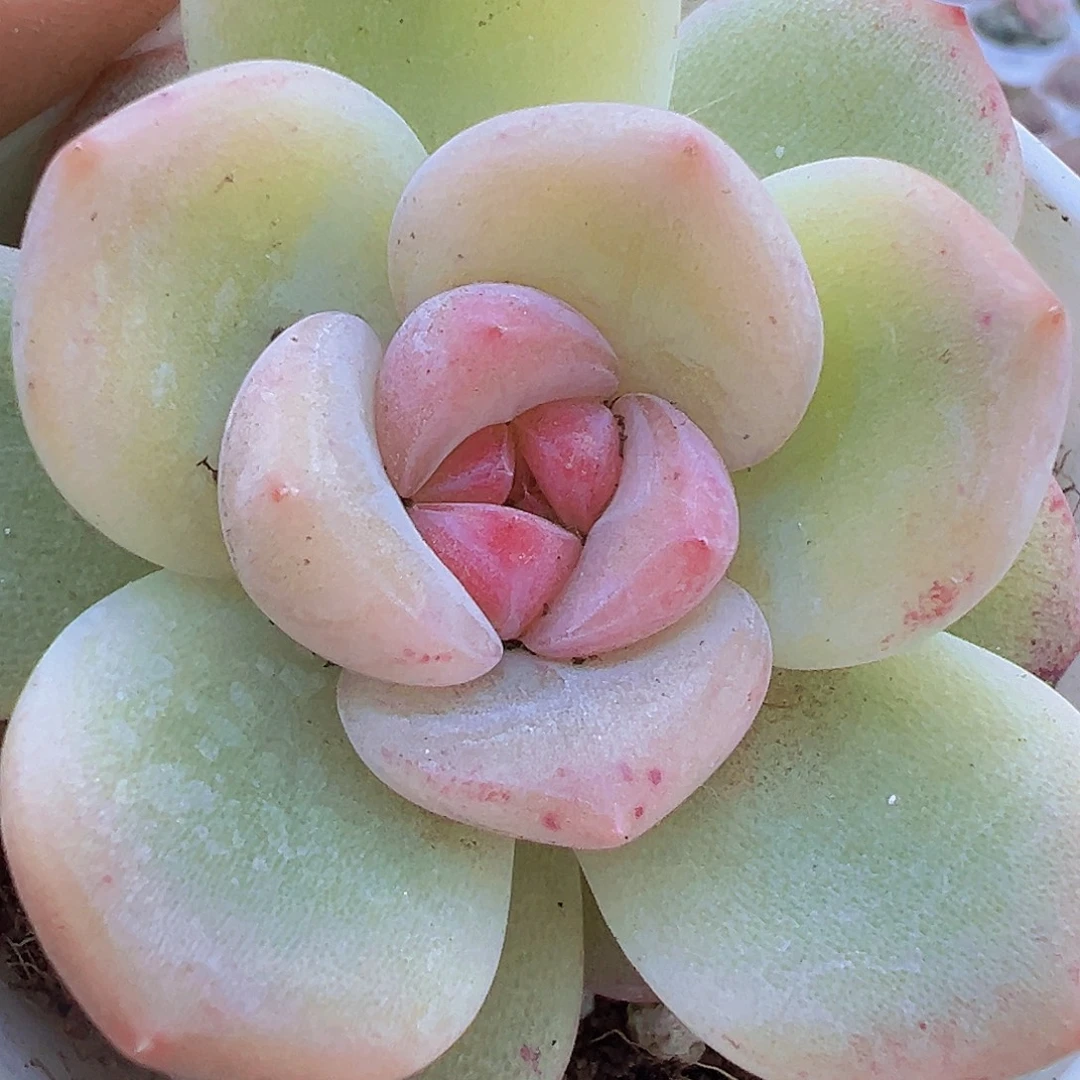 安娜珍妮19包邮多肉