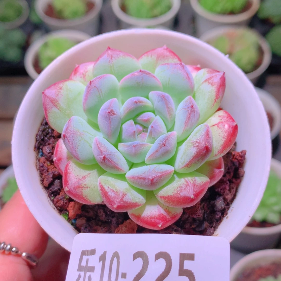 乐然10-225 白桃汽水