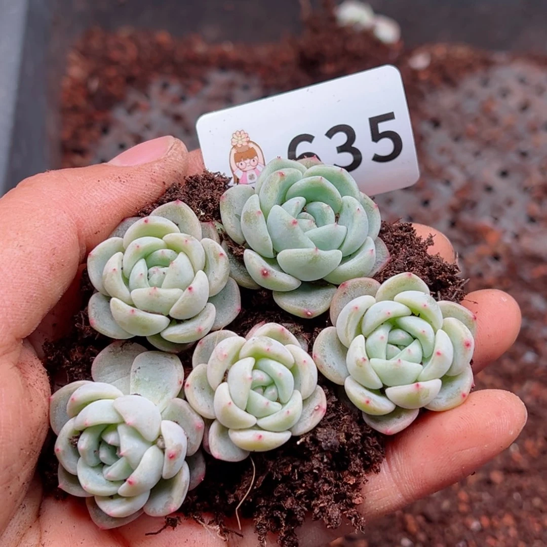 多肉植物多肉植物