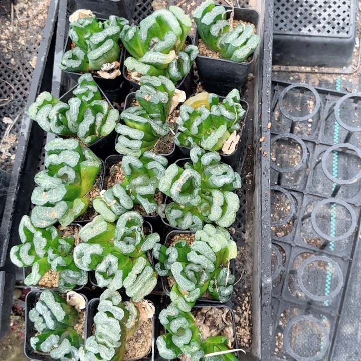 瑕疵长乐多肉植物一颗