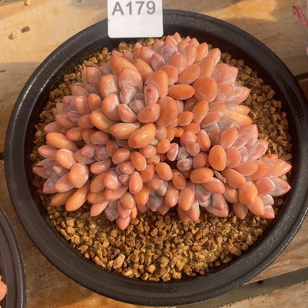 179多肉植物多肉植物