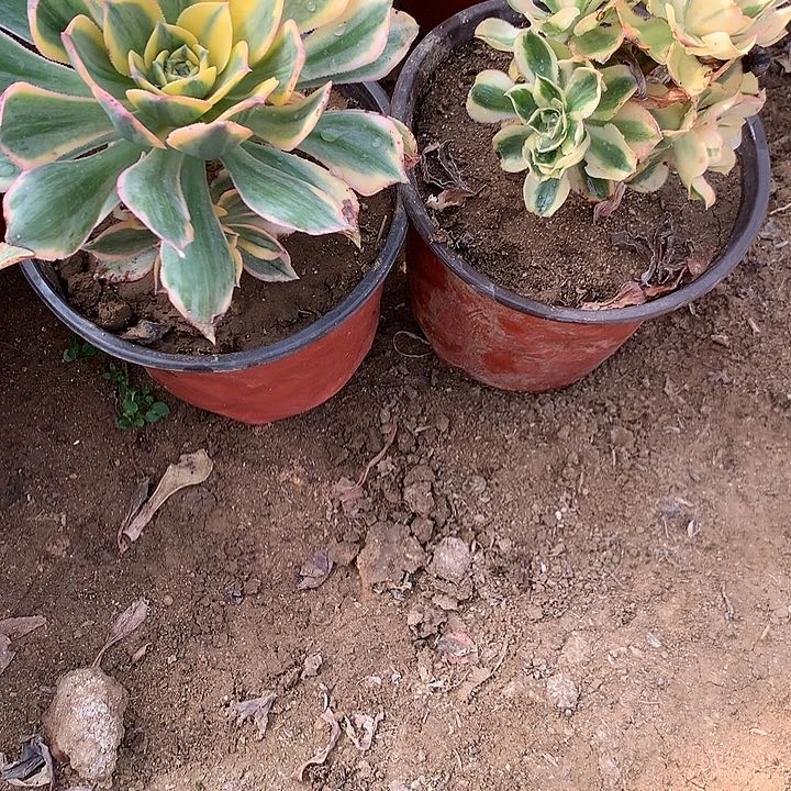 五*多肉植物艳资锦39号