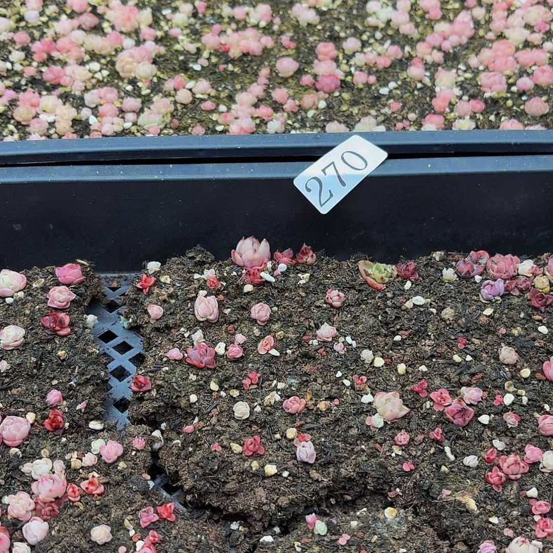 多肉植物多肉植物270