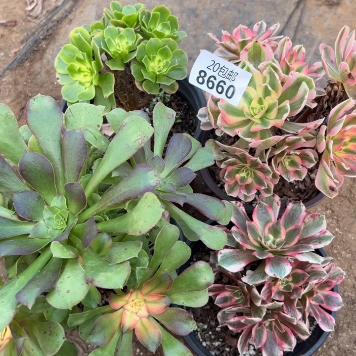 多肉植物8660种植物