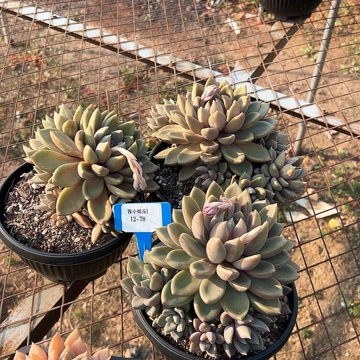 12.70红象牙一个多肉多头