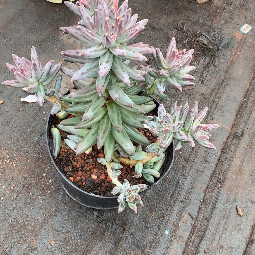 756凤雨 一物一拍多肉