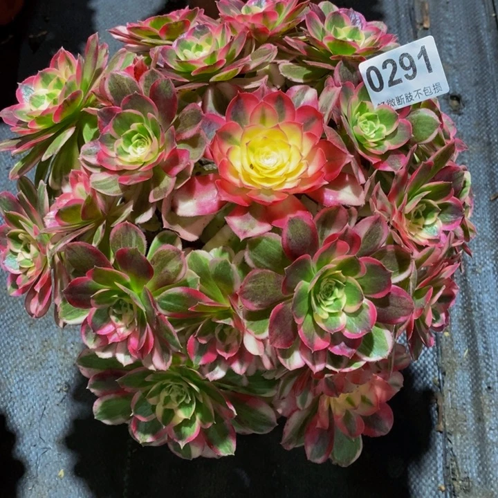 爆***)玉芙蓉特价品0291111111111