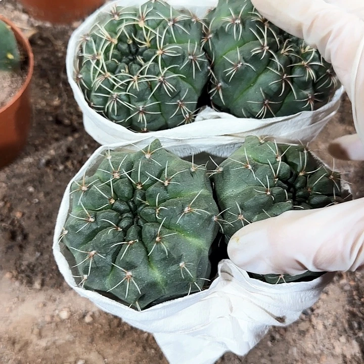 菲花玉双头两颗1111111