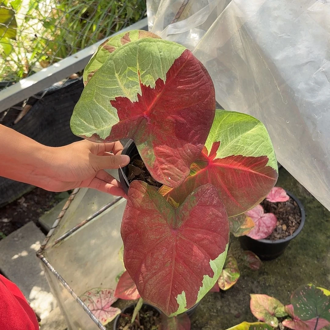 晓*，泰国彩叶芋 51-0129